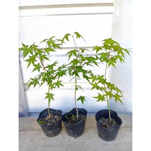 いろはモミジ苗 6号茶プラ鉢植え 鉢底から高さ100〜105cm位