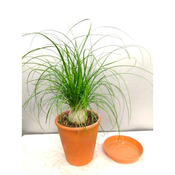 ☆トックリラン素焼き陶器鉢植  ４５cm【現品売り】（ノリナ・ポニーテール）茶プラ受け皿付き