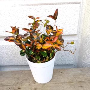 斑入り テイカカズラ 桃香 3.5号ポット苗 爆買いweek : 苗木部 花