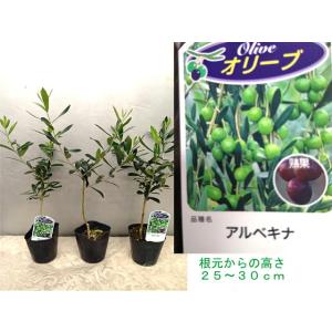 小さなオリーブの苗木・3号ポット苗(根元から高...の詳細画像1