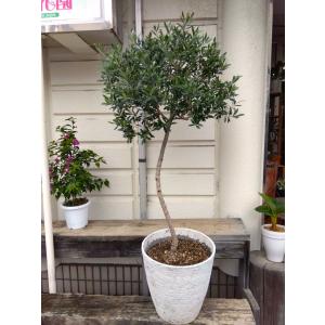 おしゃれ 観葉植物：オリーブの木 シプレッシーノ 8号*現品2 SOUJU 創