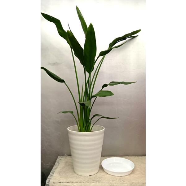 ☆ストレリチア・レギネ　９０ｃｍ ２株植え（白セラアート鉢植え・プラ受け皿付）