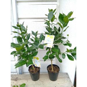 ☆オリーブの木・（ルッカ・シプレシーノ・アーベキーナなど）【現品
