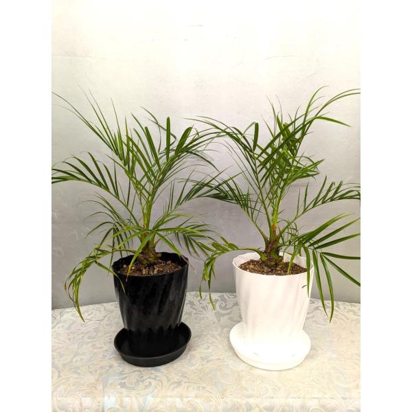 フェニックスロベレニー（ 5号プラ鉢植え）　葉先まで４０〜４５ｃｍ（受け皿付）