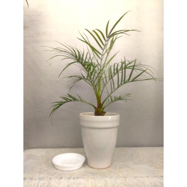 フェニックスロベレニー 白陶器鉢植え　葉先まで５０〜６０ｃｍ（受け皿付）