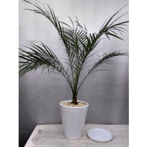 お花屋さん 明花園 Yahoo ショッピング