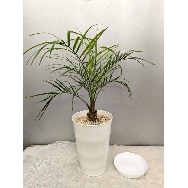 フェニックスロベレニー（ 5号プラ長鉢植え）　葉先まで５０ｃｍ（受け皿付）