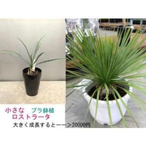 ユッカ ロストラータ 6号鉢 観葉植物 : 金井園芸 - 通販 - Yahoo