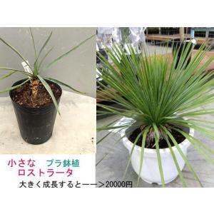 ☆人気のロストラータ　小さなポット苗  根元から高さ１５〜２０cm（ユッカ）