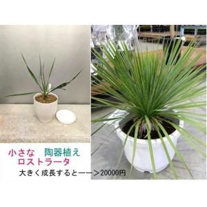 ☆ロストラータ　陶器鉢植  鉢底から３０〜４０cm（ユッカ）プラ受け皿付