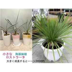 ユッカ　エラータ ユッカ・エラータ 13号【観葉植物 大型 おしゃれ 珍しい レア