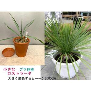 ☆ロストラータ　素焼き陶器鉢植  鉢底から35〜45cm（ユッカ）プラ受け皿付