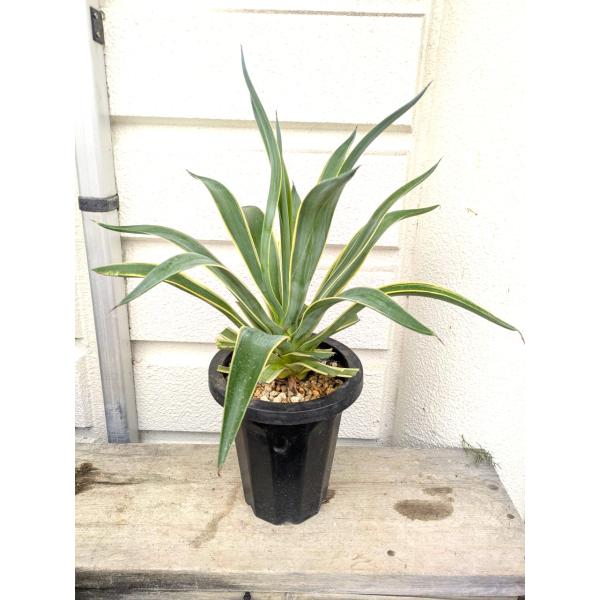 アガペ・ベネズエラ　高さ５０〜５５ｃｍ　葉巾４０〜４５ｃｍ　７号プラ鉢植え