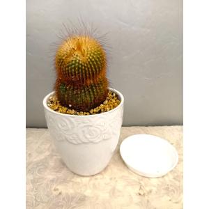 トゲ無し柱サボテン55〜60cm・鬼面角白陶器鉢1本植え・受け皿付