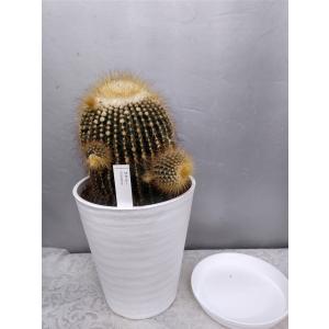 お花屋さん 明花園 多肉植物 サボテン類 リューゼツラン科 観葉植物 屋内で管理する鉢植木 Yahoo ショッピング