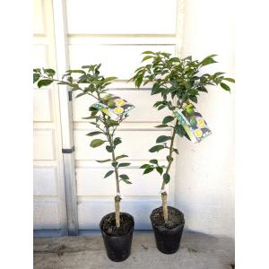 フェイジョア(実生苗・雑種）7号鉢植え1本立・鉢底から高さ75〜80cm位