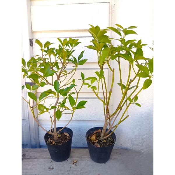 シキミ・樒苗　（規格外品）・1本売り　根元から高さ５０〜６０ｃｍ・樒・しきみ（しきび）