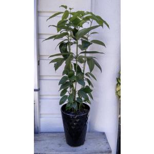 シナモンの木 観葉植物 花 ガーデニング の商品一覧 通販 Yahoo ショッピング