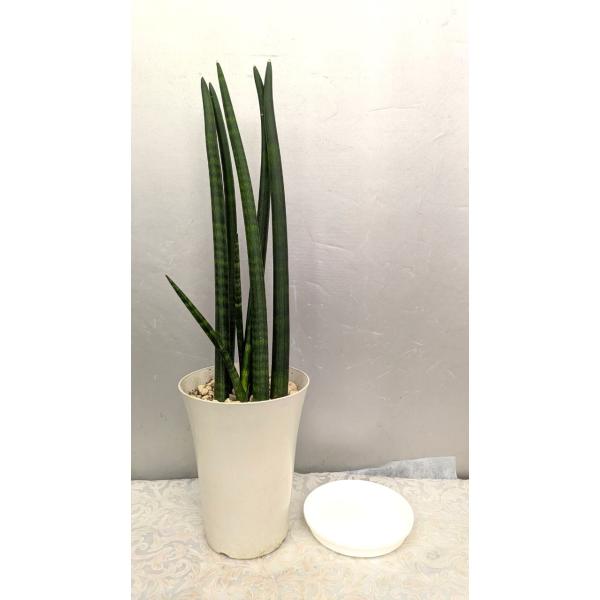 ☆サンセベリア・スタッキー６０ｃｍ（5本立ち〜）　白プラ6号鉢植え（受け皿付）1鉢の価格