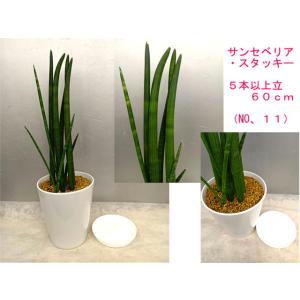 ☆サンセベリア・スタッキー５８〜６０ｃｍ（5本以上立ち）　6号陶器鉢植え（受け皿付）1鉢の価格