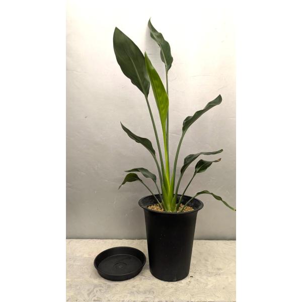 ☆ストレリチア・レギネ　８０〜９０ｃｍ。１株植え（黒プラ鉢植え・受け皿付）