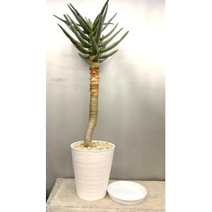 アロエ ディコトマ 多肉植物 6号/1個売り キダチアロエ 木立アロエ
