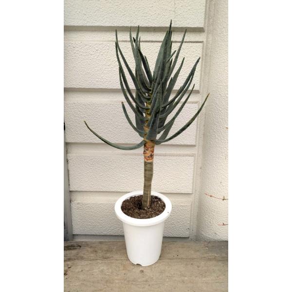 ☆アロエ・ディコトマ（現品）　白プラ鉢植え・受け皿付き・１本立ち６８ｃｍ
