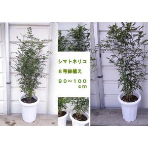 特選庭木 植木 観葉植物：オリーブ（シプレッシーノ）極太 SOUJU 創樹