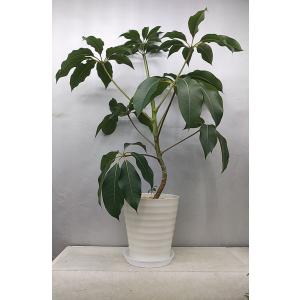 ツピタンサス 観葉植物 の商品一覧 花 ガーデニング 通販 Yahoo ショッピング