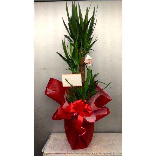 ユッカ（青年の木）１００〜１１０ｃｍ【ラッピング無料】