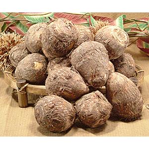 上庄の里芋（さといも）２ｋｇ入 大粒 LLサイズ２L 大きい 福井県大野市 上庄 ブランド 里いも（...