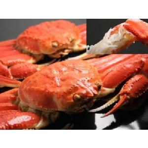 越前ガニ 通販 福井 県 越前蟹 ずわい蟹 雄雌詰合ブロンズセット（雄の越前かに１杯と雌のセコガニ５...