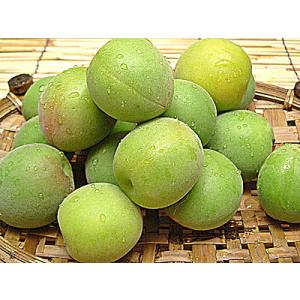 青梅 梅酒用 梅干し用 梅シロップ用も 福井県産 青梅 品種：紅さし １０ｋｇ入 青梅 梅酒の梅にも ご指定日不可  青梅 通販 青 梅 梅干し あおうめ アオウメ