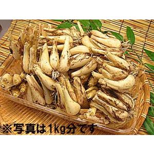 土らっきょう ”鳥取 JAいなば 福部産 砂丘らっきょう” Sサイズ 約5kg