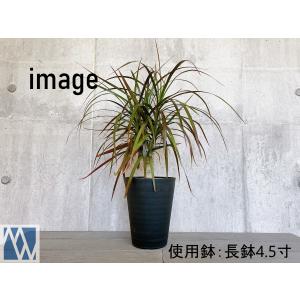 植木鉢 プラ鉢 セラアート 長鉢 4.5寸 5...の詳細画像4