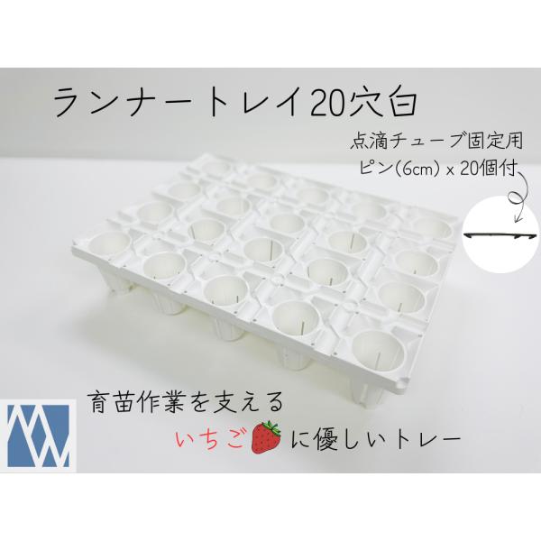 いちご　トレー　ランナートレイ20穴（白）+固定用ピン20本付