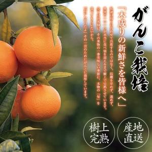清美 訳あり オレンジ 8.0kg 果物 フル...の詳細画像3