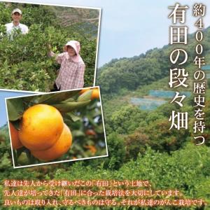清美 訳あり オレンジ 8.0kg 果物 フル...の詳細画像4