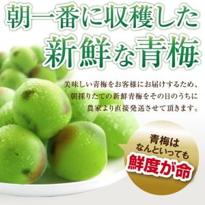 訳あり 青梅 紀州南高梅 完熟 青梅 10.0...の詳細画像1