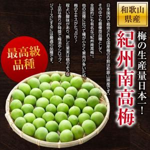 訳あり 青梅 紀州南高梅 完熟 青梅 10.0...の詳細画像2
