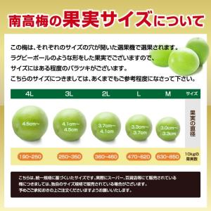 訳あり 青梅 紀州南高梅 完熟 青梅 10.0...の詳細画像3