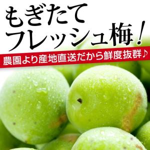 訳あり 青梅 紀州南高梅 完熟 青梅 10.0...の詳細画像4