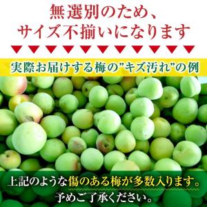 訳あり 青梅 紀州南高梅 完熟 青梅 10.0...の詳細画像5