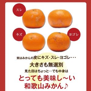 訳あり 春柑橘 セット 5.0kg 福袋 訳ア...の詳細画像4