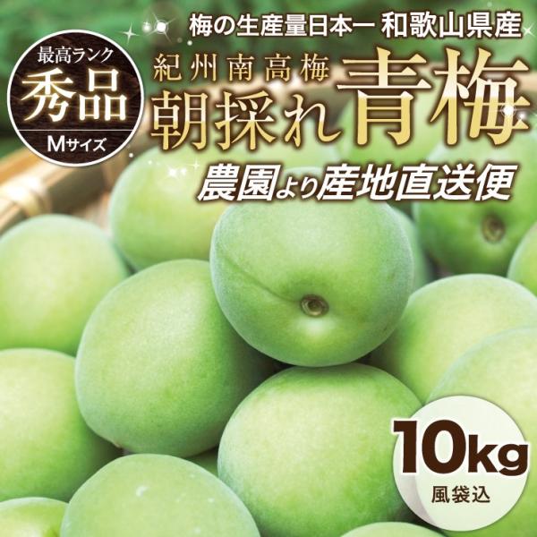 青梅 青うめ 南高青梅 Mサイズ 梅酒用 朝採れ青梅 10.0kg 10キロ 送料無料 うめ ウメ ...