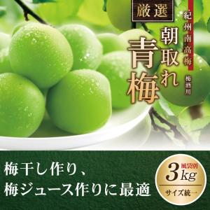 紀州南高梅 厳選 朝取れ 青梅 梅 生梅 梅酒用  3.0kg 3キロ 加工用 ウメ うめ 産地直送 箱買い 箱 青うめ