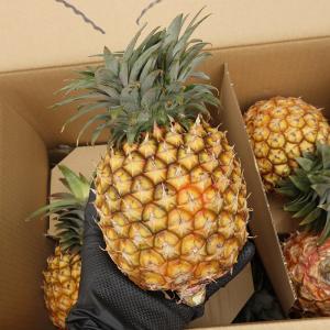 ゴールドバレル1玉（約1kg〜）