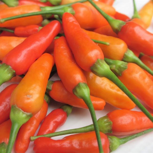 島唐辛子 100g 発送・年中ですがお待たせする場合有 ※只今冷凍発送のみ 沖縄県産