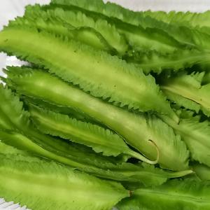 沖縄県産 うりずん豆（琉球四角豆）約５kg 【常温便】④ うりずん豆（四角豆）5パック (約500g) 【発送4〜11月】沖縄県産