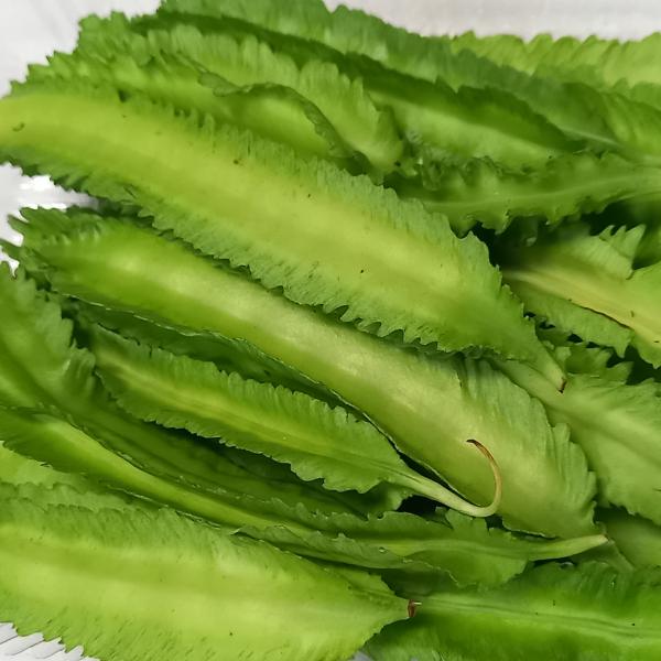 うりずん豆（四角豆）10パック(約1ｋｇ) 【発送4〜10月】沖縄県産